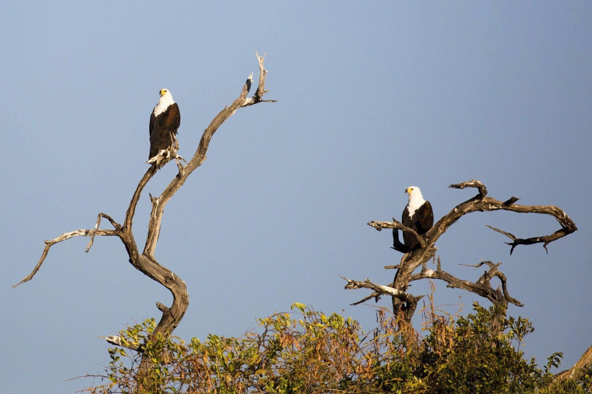 Gondwana Hakusembe River Lodge Rundu Eksteriør bilde